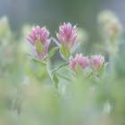 Canada, British Columbia, East Kootenay Mountains. Indian paintbrush flowers. Art Print
